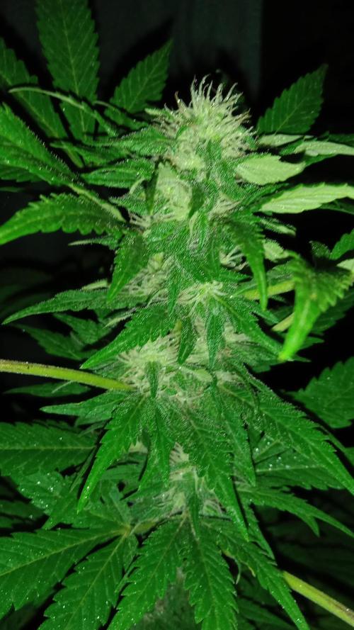 E.SkunkHaze x HinduKush Organic Regular. Week 12