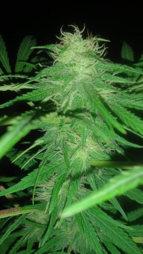 E.SkunkHaze x HinduKush Organic Regular. Week 12