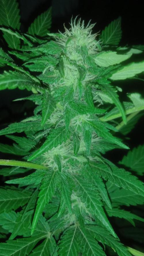 E.SkunkHaze x HinduKush Organic Regular. Week 12