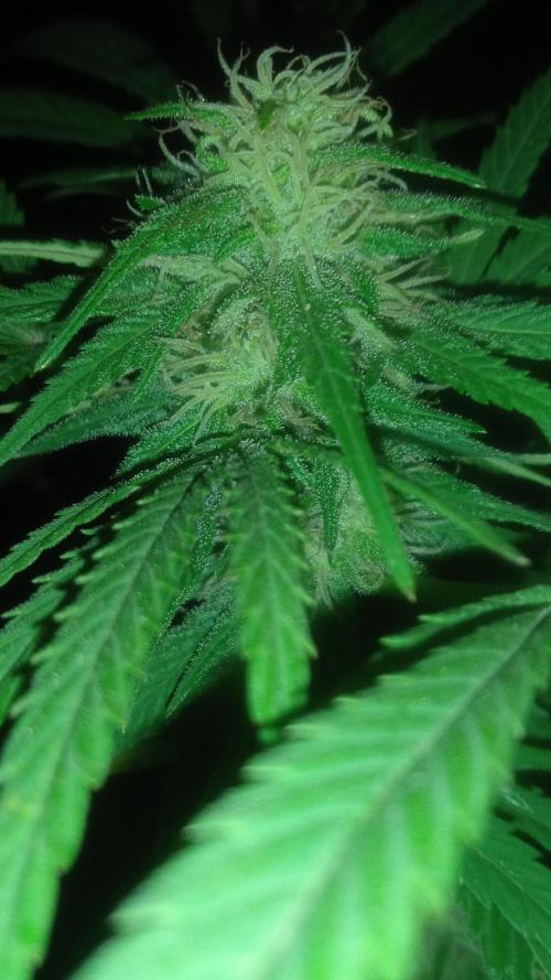 E.SkunkHaze x HinduKush Organic Regular. Week 12