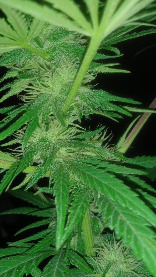 E.SkunkHaze x HinduKush Organic Regular. Week 12