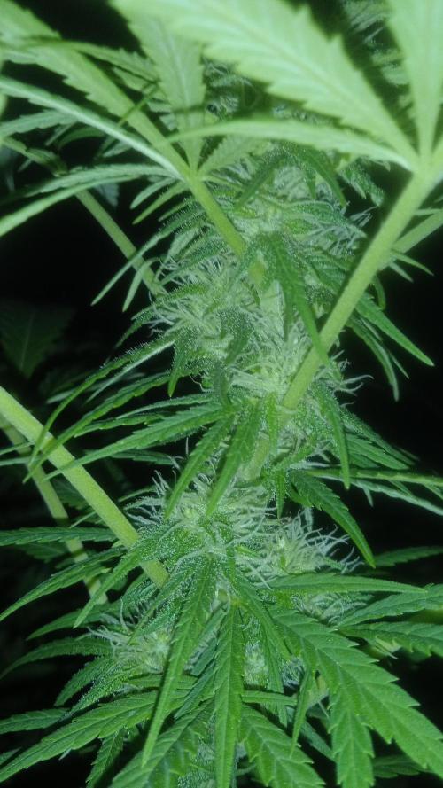 E.SkunkHaze x HinduKush Organic Regular. Week 12