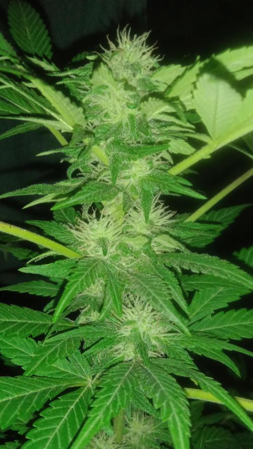 E.SkunkHaze x HinduKush Organic Regular. Week 12