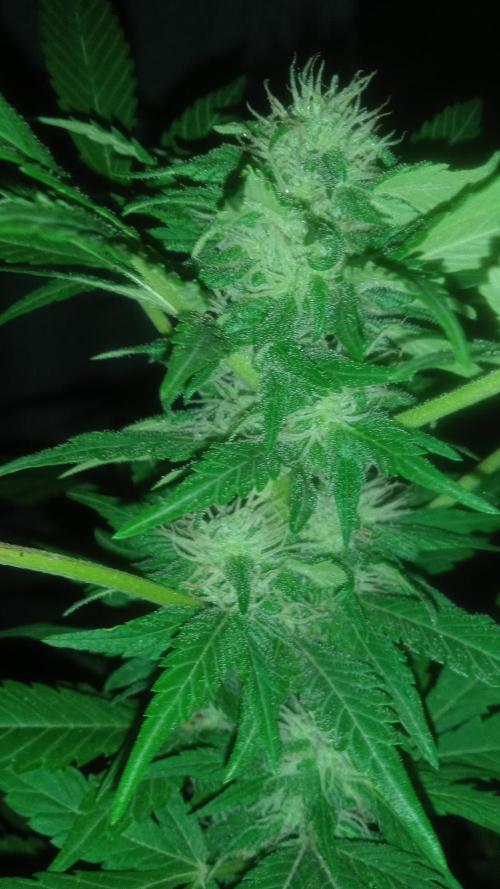 E.SkunkHaze x HinduKush Organic Regular. Week 12