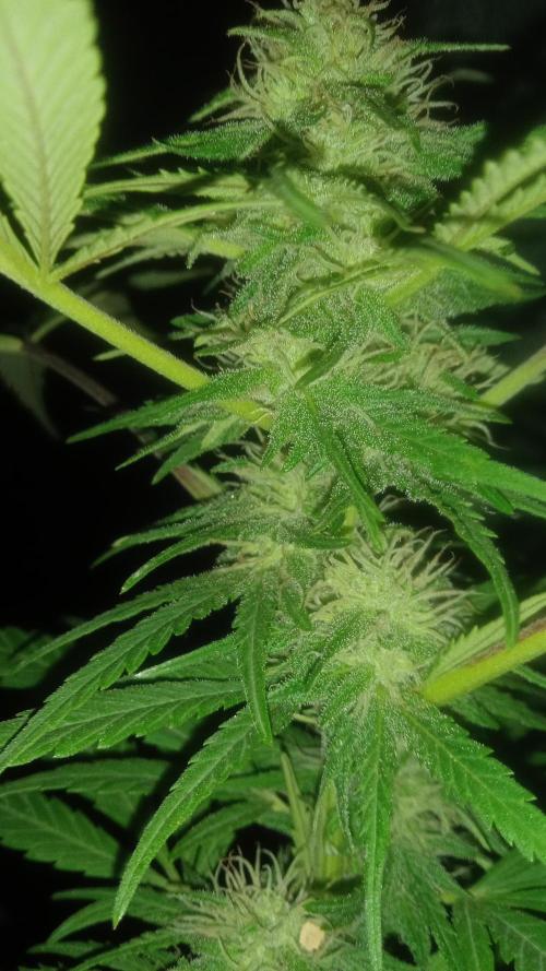 E.SkunkHaze x HinduKush Organic Regular. Week 12