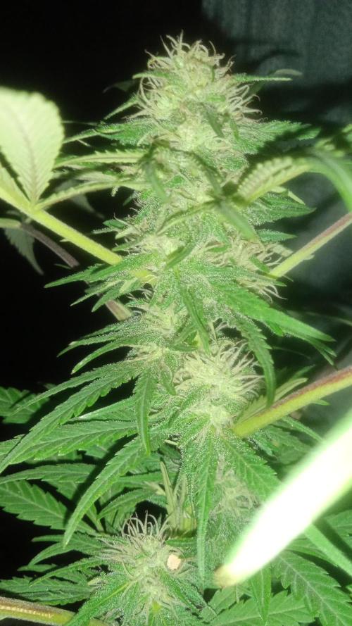 E.SkunkHaze x HinduKush Organic Regular. Week 12