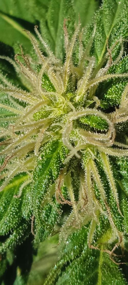 E.SkunkHaze x HinduKush Organic Regular. Week 12