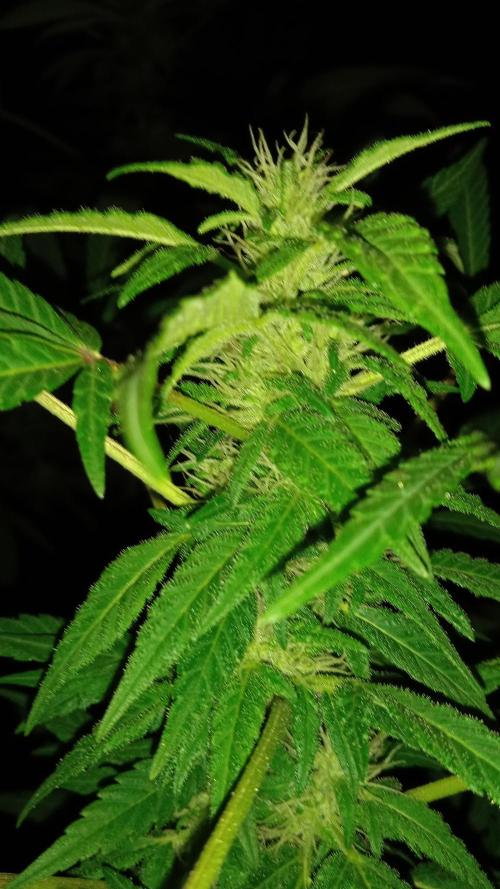 E.SkunkHaze x HinduKush Organic Regular. Week 13