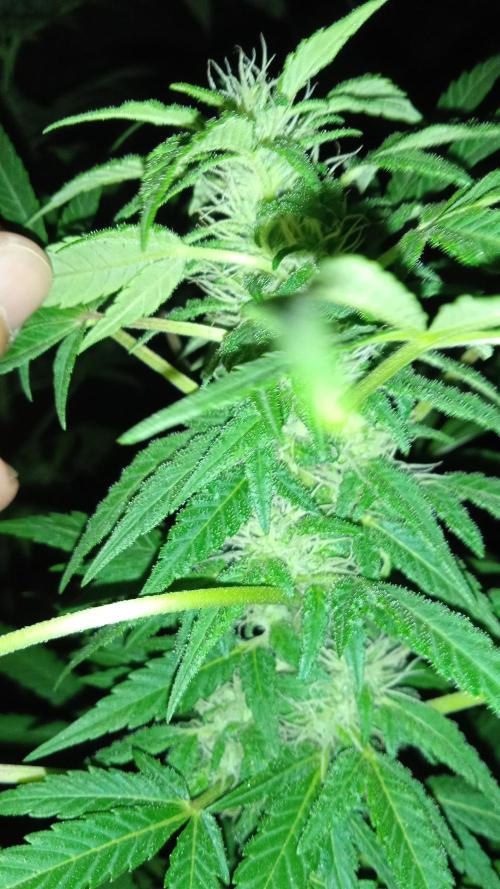 E.SkunkHaze x HinduKush Organic Regular. Week 13