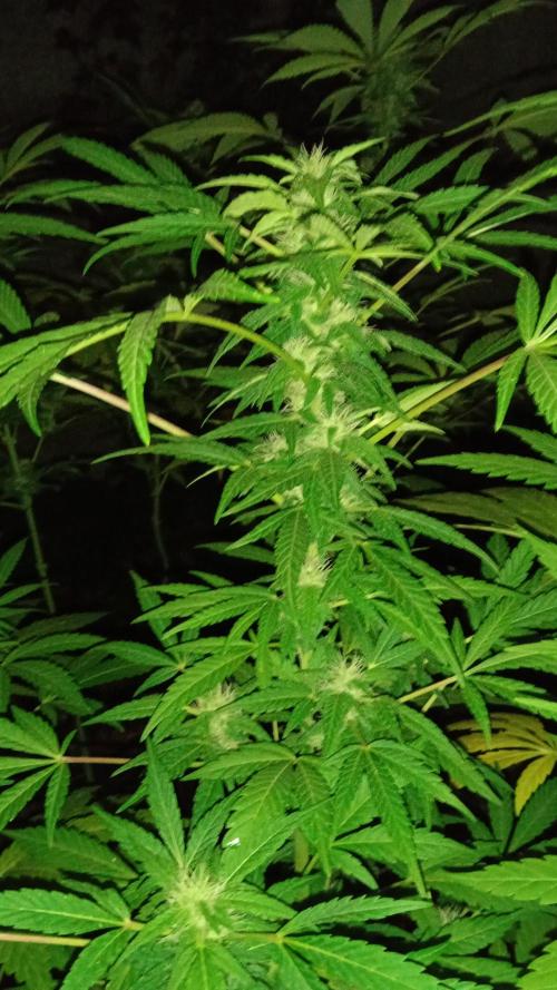 E.SkunkHaze x HinduKush Organic Regular. Week 13