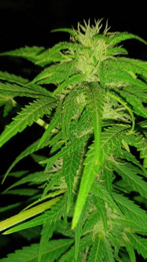 E.SkunkHaze x HinduKush Organic Regular. Week 13