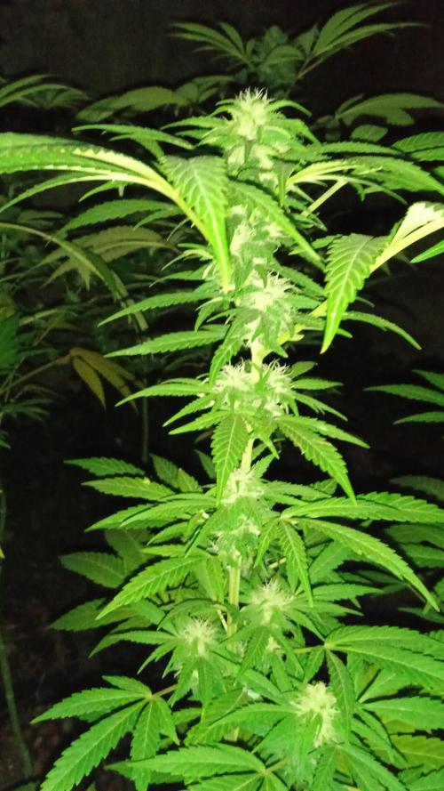 E.SkunkHaze x HinduKush Organic Regular. Week 13