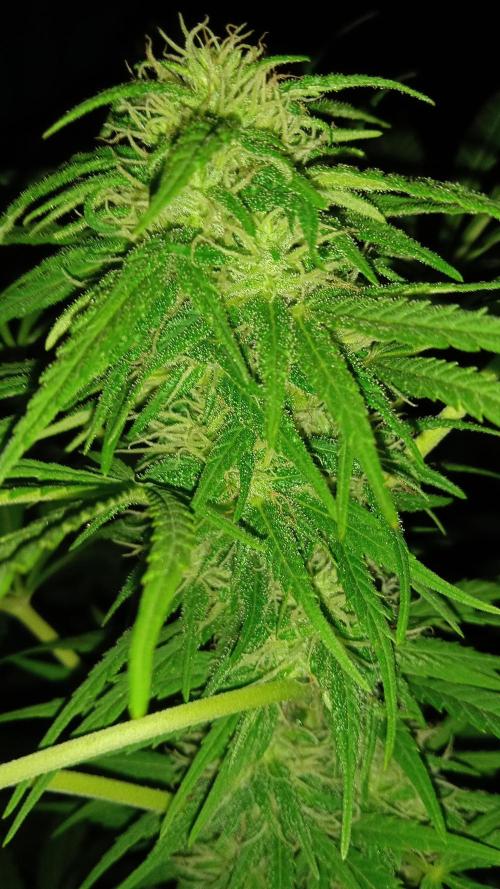 E.SkunkHaze x HinduKush Organic Regular. Week 13