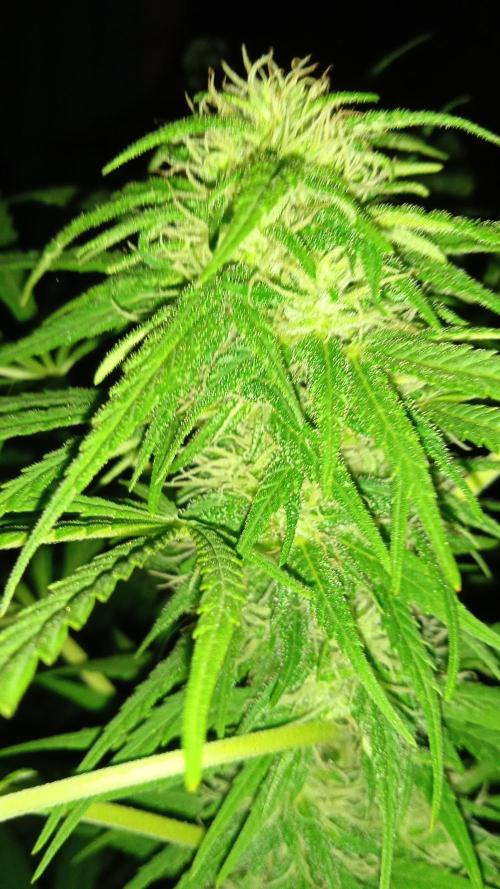 E.SkunkHaze x HinduKush Organic Regular. Week 13