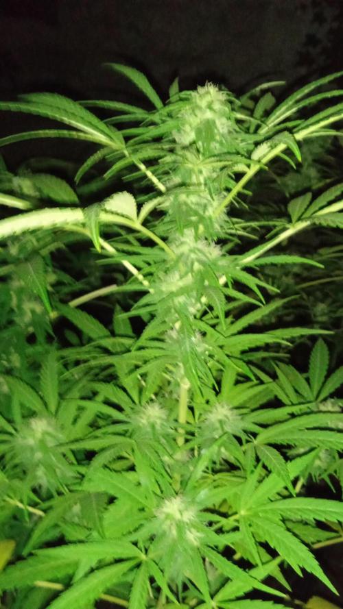 E.SkunkHaze x HinduKush Organic Regular. Week 13