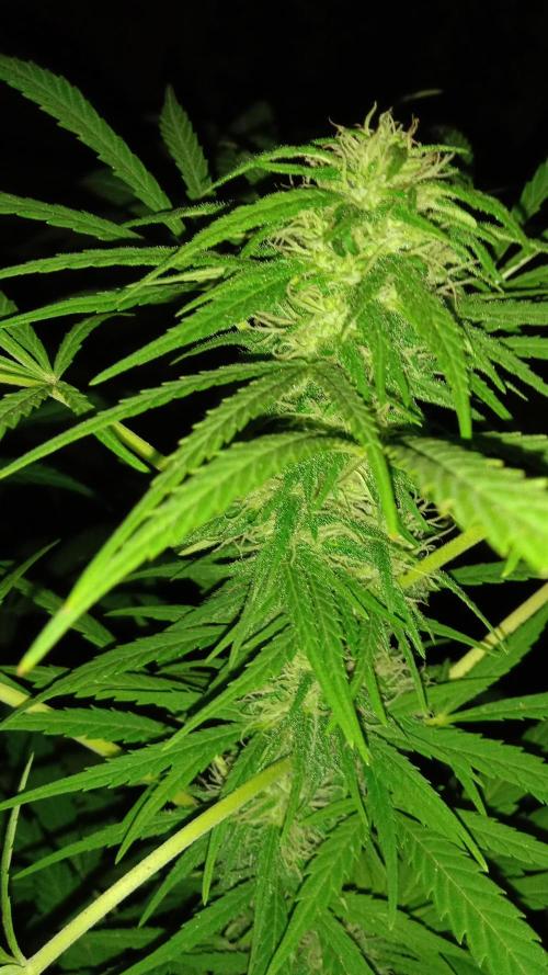 E.SkunkHaze x HinduKush Organic Regular. Week 13