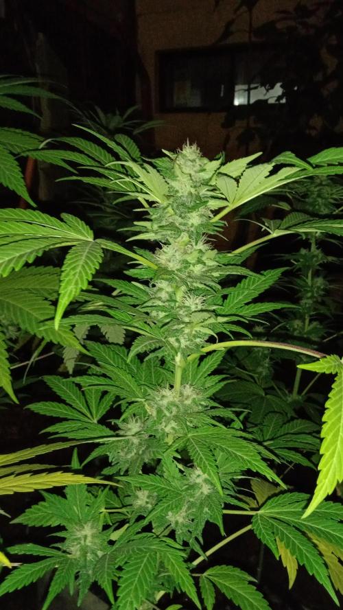 E.SkunkHaze x HinduKush Organic Regular. Week 13