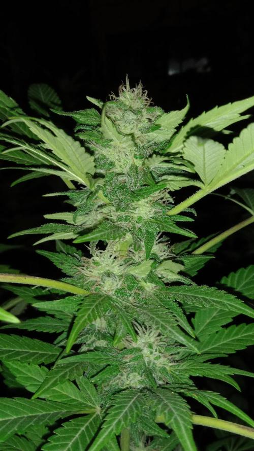 E.SkunkHaze x HinduKush Organic Regular. Week 13