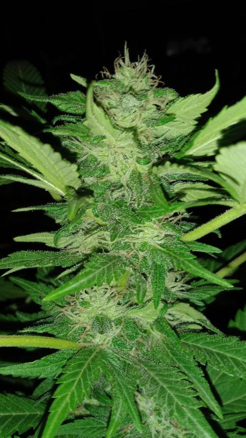 E.SkunkHaze x HinduKush Organic Regular. Week 13