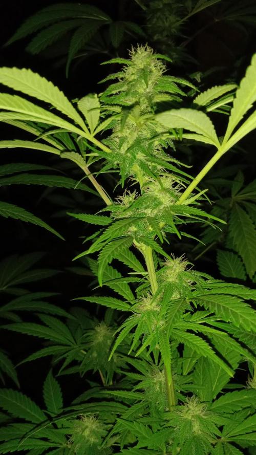 E.SkunkHaze x HinduKush Organic Regular. Week 13