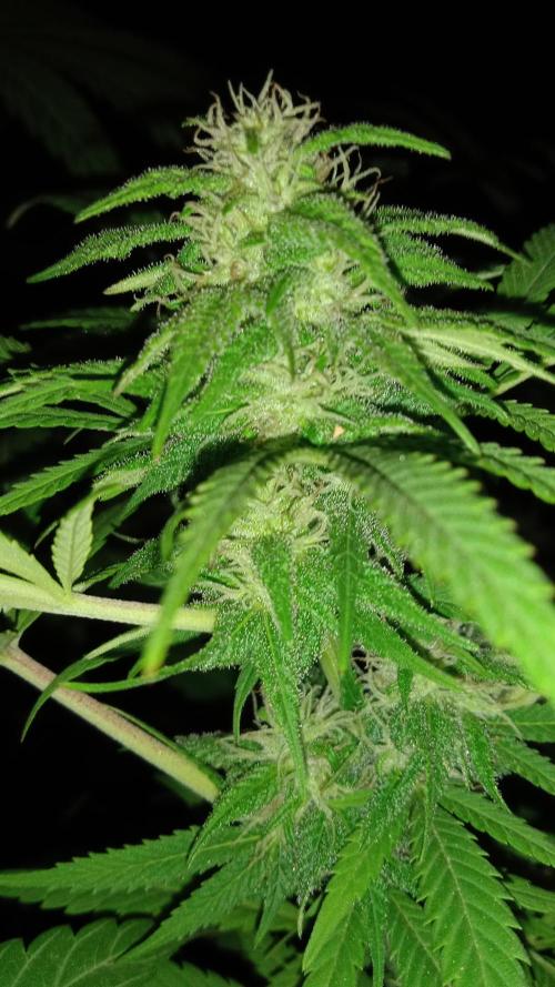 E.SkunkHaze x HinduKush Organic Regular. Week 13