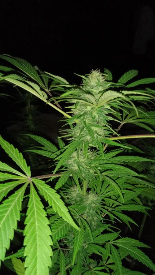 E.SkunkHaze x HinduKush Organic Regular. Week 13
