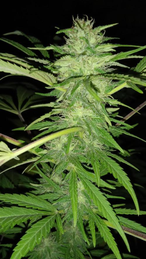 E.SkunkHaze x HinduKush Organic Regular. Week 13