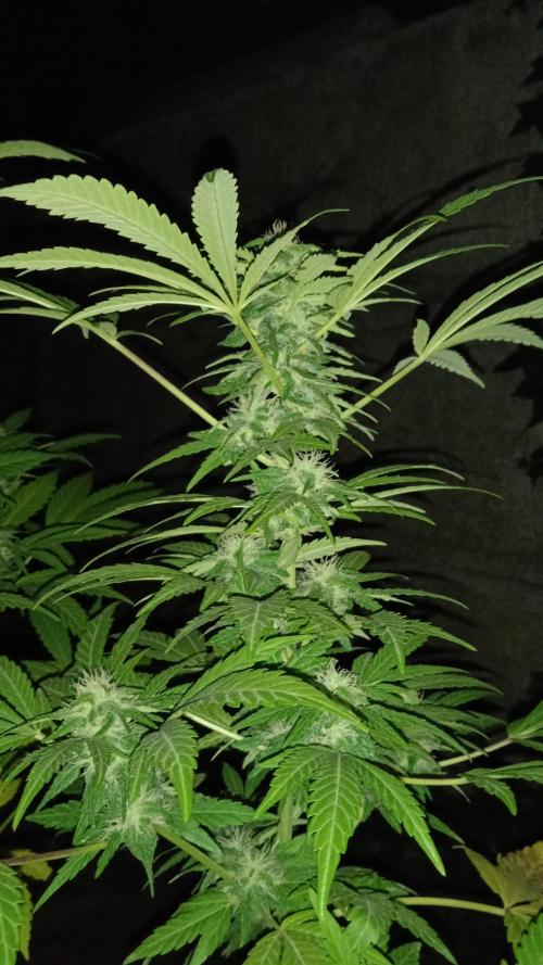 E.SkunkHaze x HinduKush Organic Regular. Week 13