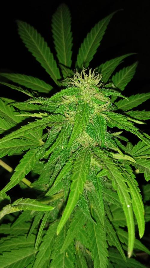 E.SkunkHaze x HinduKush Organic Regular. Week 13