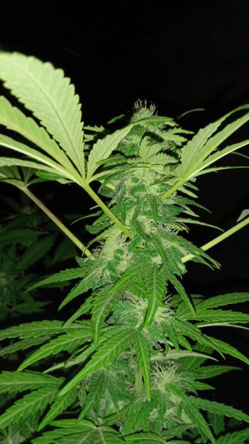 E.SkunkHaze x HinduKush Organic Regular. Week 13