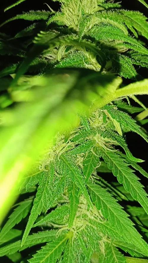 E.SkunkHaze x HinduKush Organic Regular