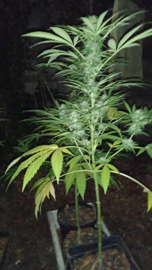 E.SkunkHaze x HinduKush Organic Regular. Week 14