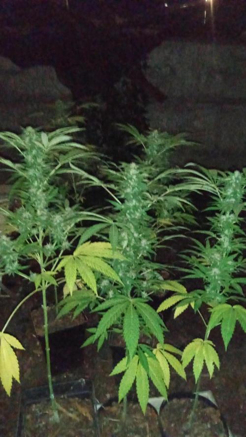 E.SkunkHaze x HinduKush Organic Regular. Week 14