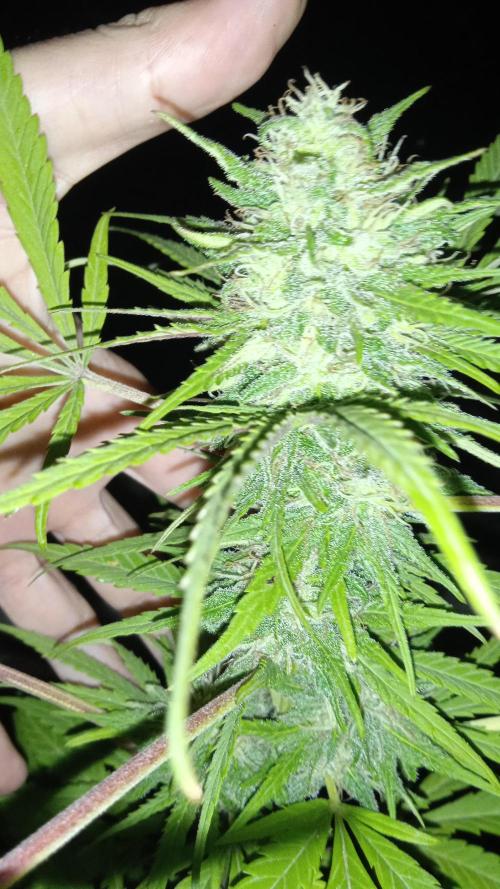 E.SkunkHaze x HinduKush Organic Regular. Week 14