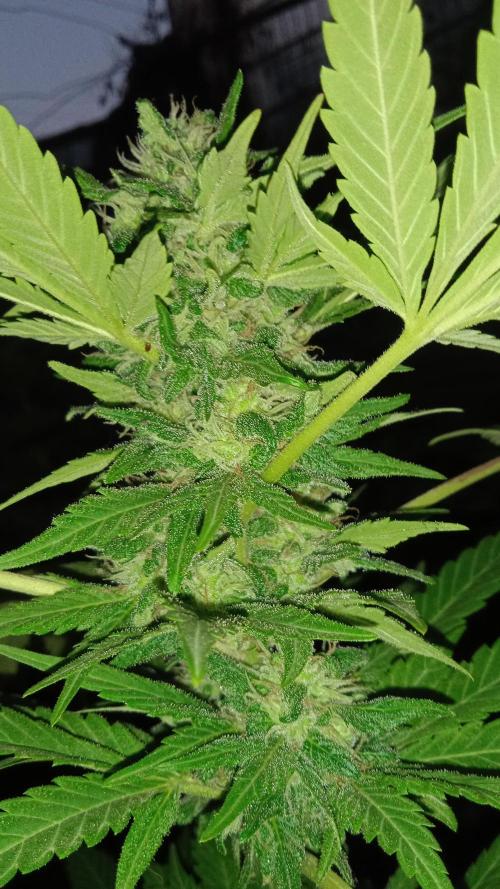 E.SkunkHaze x HinduKush Organic Regular. Week 14