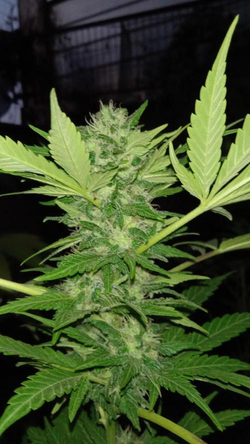 E.SkunkHaze x HinduKush Organic Regular. Week 14
