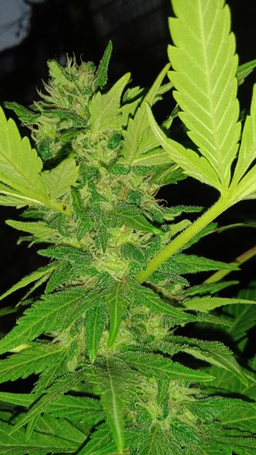 E.SkunkHaze x HinduKush Organic Regular. Week 14