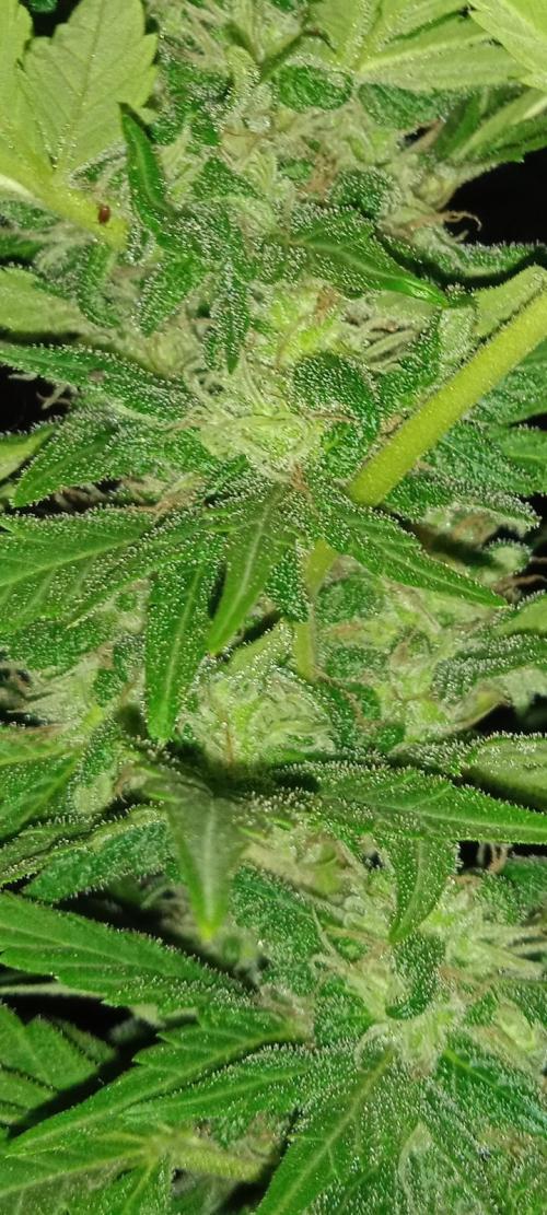 E.SkunkHaze x HinduKush Organic Regular. Week 14