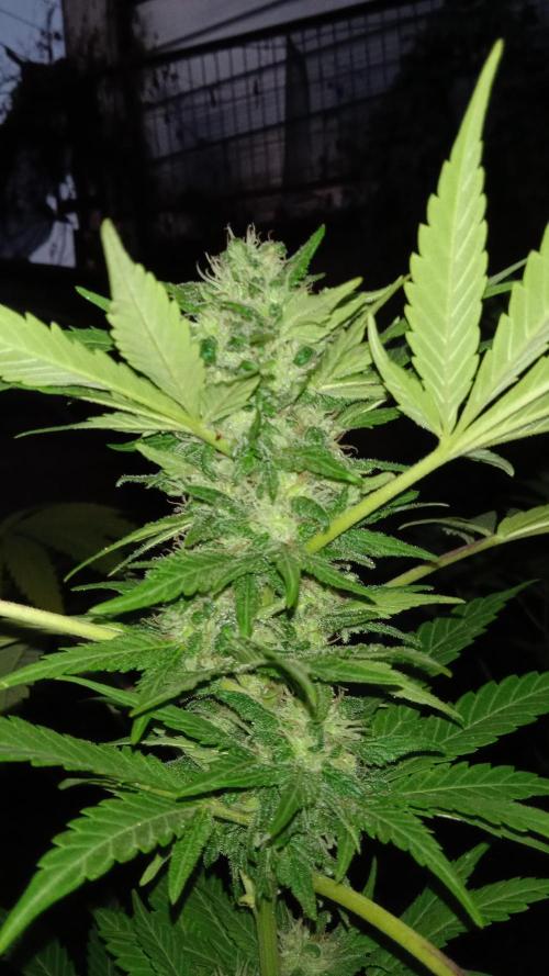 E.SkunkHaze x HinduKush Organic Regular. Week 14