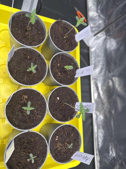 Grow #3 Fastbuds + Mephisto. Week 1 - Day 3