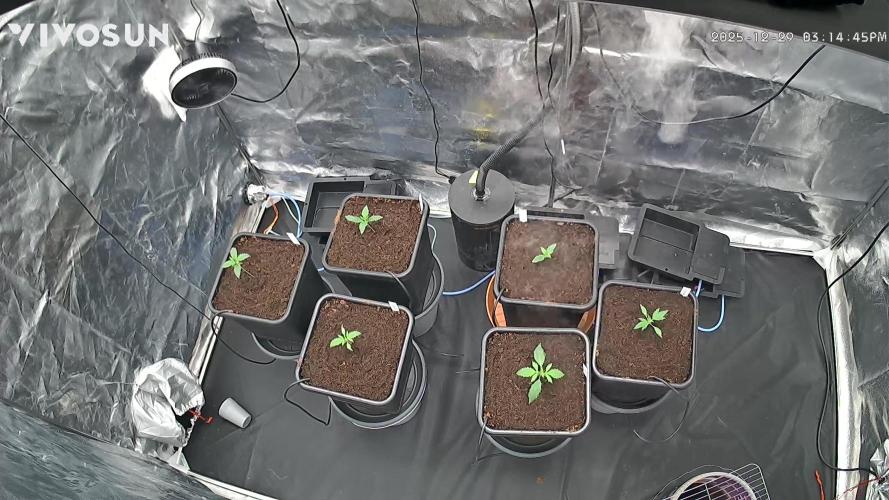 Grow #3 Fastbuds + Mephisto. Week 2 - Day 8