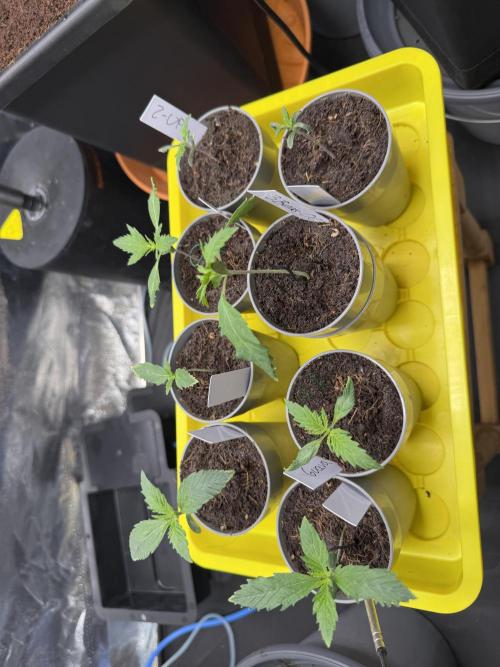 Grow #3 Fastbuds + Mephisto. Week 1 - Day 7