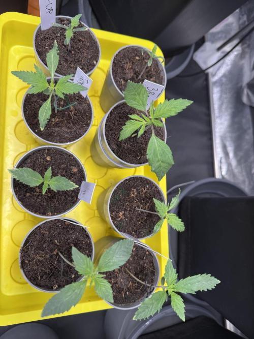 Grow #3 Fastbuds + Mephisto. Week 1 - Day 7