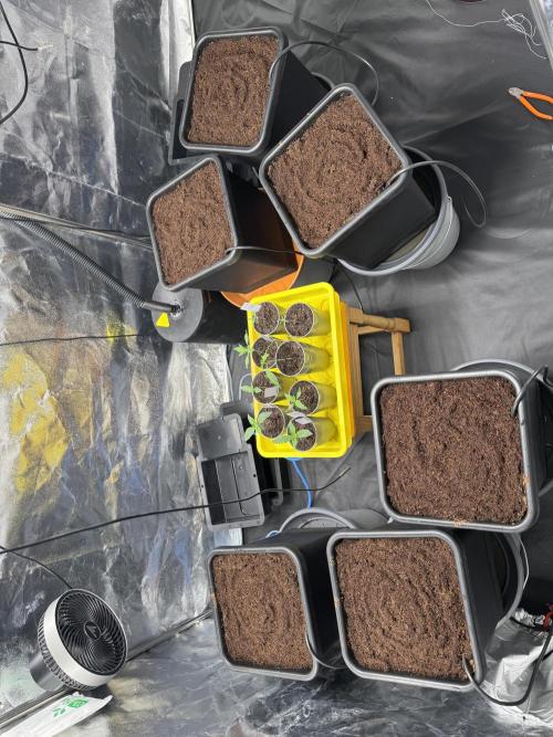 Grow #3 Fastbuds + Mephisto. Week 1 - Day 7