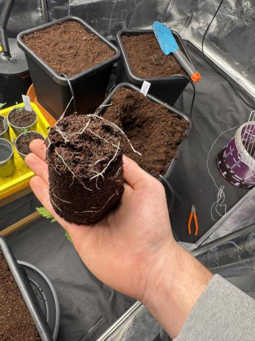 Grow #3 Fastbuds + Mephisto. Week 1 - Day 7