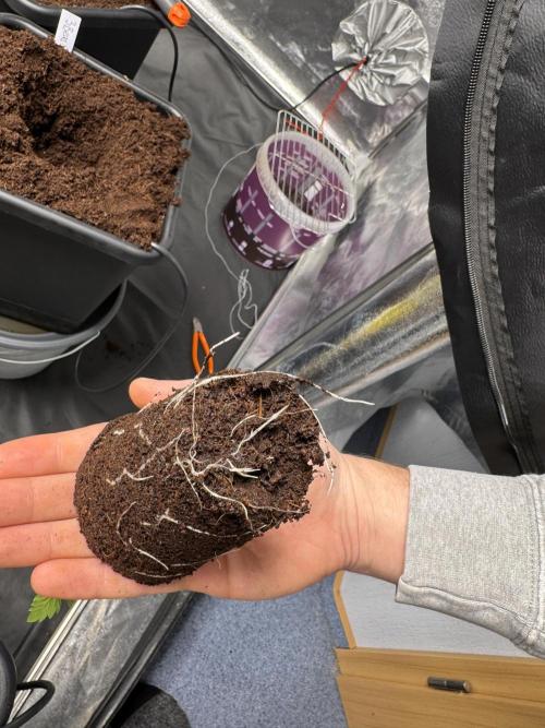 Grow #3 Fastbuds + Mephisto. Week 1 - Day 7