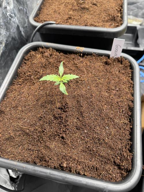 Grow #3 Fastbuds + Mephisto. Week 1 - Day 7