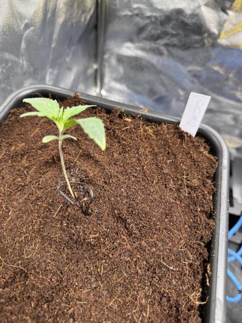 Grow #3 Fastbuds + Mephisto. Week 1 - Day 7