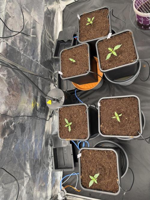 Grow #3 Fastbuds + Mephisto. Week 1 - Day 7