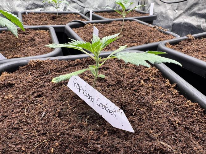 Grow #3 Fastbuds + Mephisto. Week 2 - Day 10